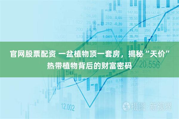 官网股票配资 一盆植物顶一套房，揭秘“天价”热带植物背后的财富密码